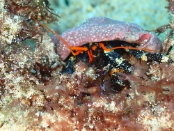Trizopagurus rubrocinctus thumbnail