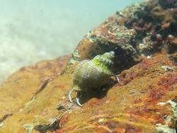 Clibanarius symmetricus thumbnail