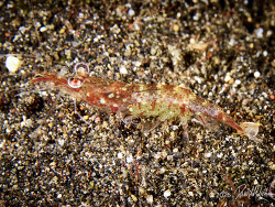 Kishi Velvet Shrimp,Metapenaeopsis dalei, Aer Prang, Lembeh 202