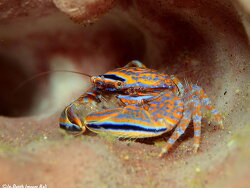 Aliaporcellana spongicola thumbnail