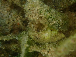 Diogenes pallescens thumbnail