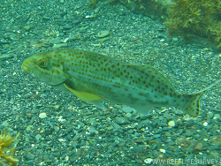 Dactylophora nigricans thumbnail