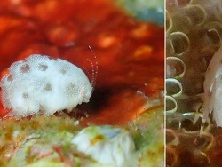 Iphimedia trigona thumbnail