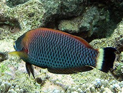 Pseudodax moluccanus - Meißelzahn-Junker - Malediven - Thudufushi - Hausriff