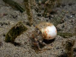 Iridopagurus caribbensis thumbnail