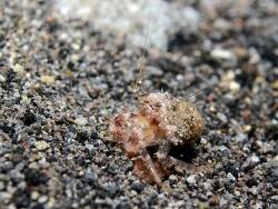Iridopagurus caribbensis thumbnail