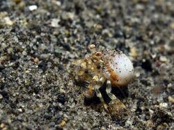 Iridopagurus reticulatus thumbnail