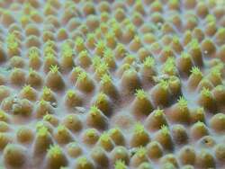 Turbinaria stellulata thumbnail