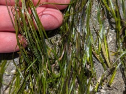 Zostera japonica thumbnail