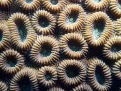 Dipsastraea favus,Moalboal, PH-CB, PH 2026