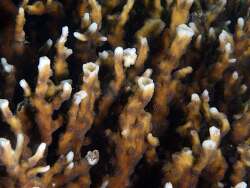 Echinopora mammiformis thumbnail