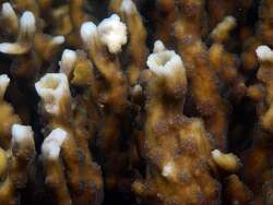 Echinopora mammiformis thumbnail