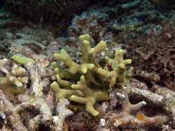Porites cylindrica, Philippines 2026