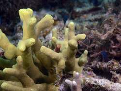 Porites cylindrica, Philippines 2026