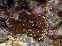 Echinopora mammiformis thumbnail