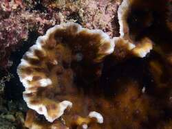 Echinopora mammiformis thumbnail