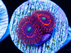 Zoanthus-sp. 