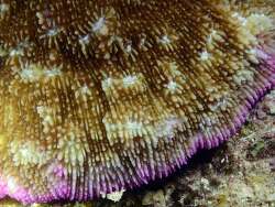 Halomitra pileus,Moalboal, PH-CB, PH 2026