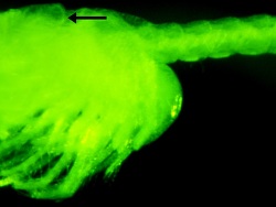 Palaumysis simonae thumbnail