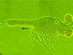 Palaumysis simonae thumbnail