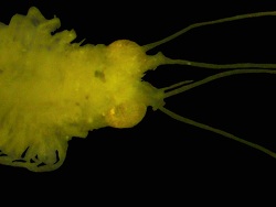Palaumysis simonae thumbnail