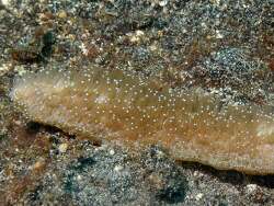 Polyphyllia talpina,Bitung, ID-SW, ID 2024