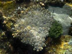 Acropora monticulosa,Sulawesi Utara, ID 2024