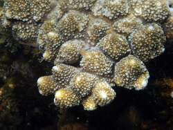 Acropora monticulosa thumbnail