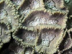Oulophyllia bennettae,Sulawesi Utara, ID 2024