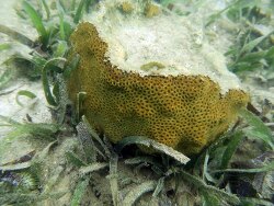 Solenastrea bournoni,Sainte-Anne, MQ-MA, MQ 2019