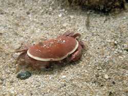 Atergatis roseus,Kaş, TR-AL, TR 2025