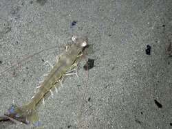 Penaeus kerathurus,Haute-Corse, Corse, FR 2025