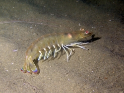 Penaeus kerathurus,Hérault, Languedoc-Roussillon, FR 2025