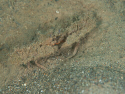 Rhinolambrus pelagicus thumbnail