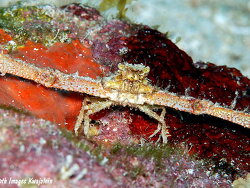 Rhinolambrus pelagicus thumbnail