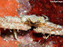 Rhinolambrus pelagicus thumbnail