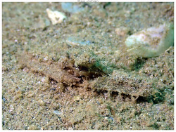 Rhinolambrus pelagicus thumbnail
