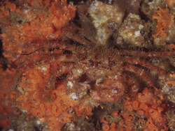 Pilumnus longicornis,Japan 2006_0455-03