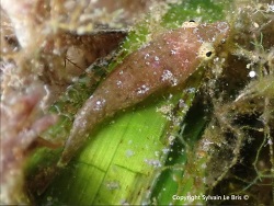 Apletodon incognitus thumbnail