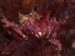 Acanthonyx dentatus,photographers reef Simon's Town, Cape Town, 7975, South Africa 2023 (CC-BY-SA) 