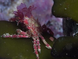 Acanthonyx dentatus,livingstone reef Simon's Town, Cape Town, 7975, South Africa 2022 (CC-BY-SA) 