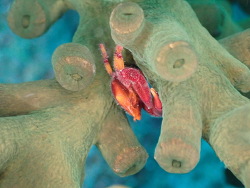 Quadrella boopsis thumbnail