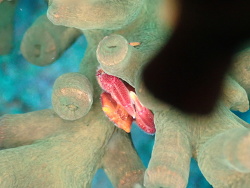 Quadrella boopsis thumbnail