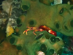 Quadrella boopsis thumbnail