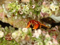 Calcinus, Dahab, South Sinai Governorate, Egypte 2026
