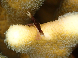 Trapezia digitalis, Dahab, South Sinai Governorate, Egypte 2026