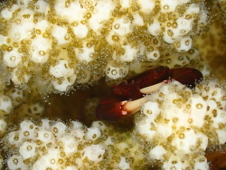 Trapezia digitalis, Dahab, South Sinai Governorate, Egypte 2026