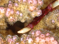 Trapezia digitalis, Dahab, South Sinai Governorate, Egypte 2026