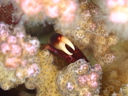Trapezia digitalis, Dahab, South Sinai Governorate, Egypte 2026