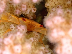 Trapezia bidentata, Dahab, South Sinai Governorate, Egypte 2026